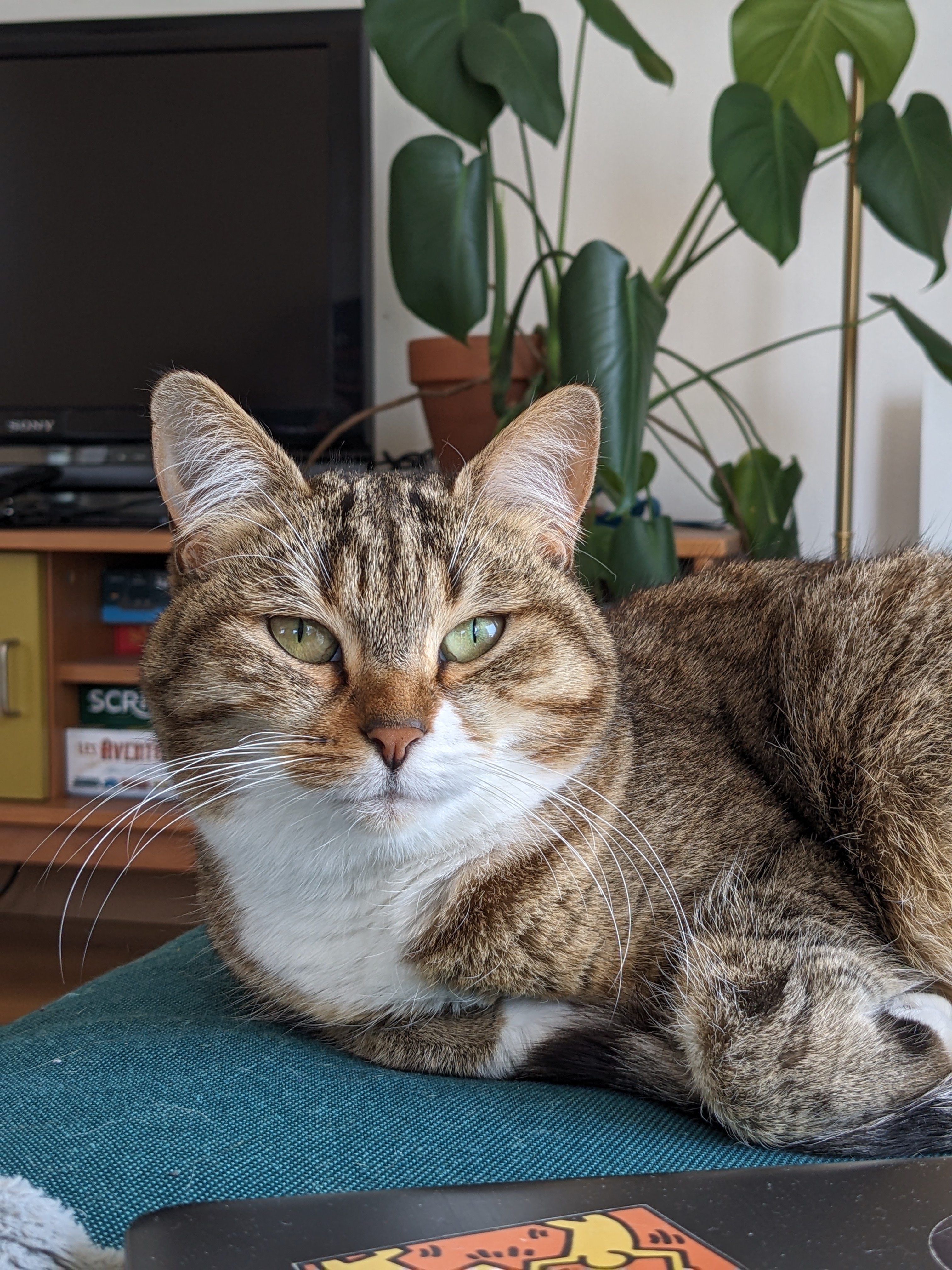 A tabby cat with green eyes is lying on a blue cushioned surface in a cozy living room. Behind the cat, there's a television and a bookshelf with board games like Scrabble visible. A large, leafy houseplant is positioned in the background, adding a touch of greenery to the room. The cat looks directly at the camera with a relaxed expression.